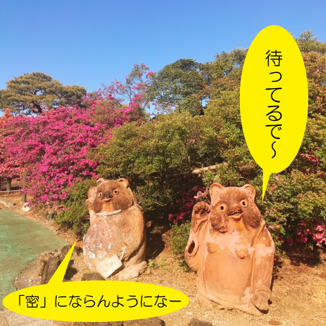 つつじが岡公園のたぬき