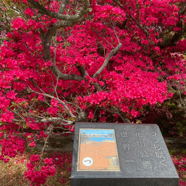 カルタ「つつじ咲く 花山公園 世界一」