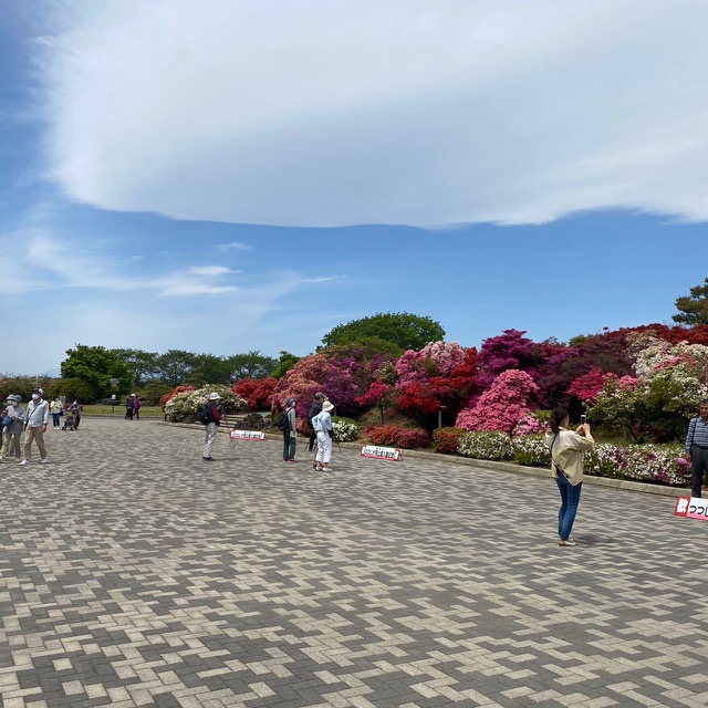 つつじが岡公園(花山公園)開花状況2020.04.22