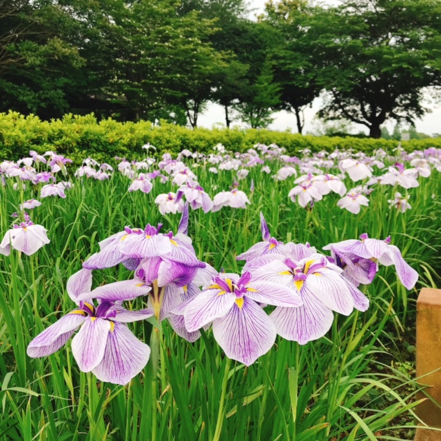 花菖蒲園4