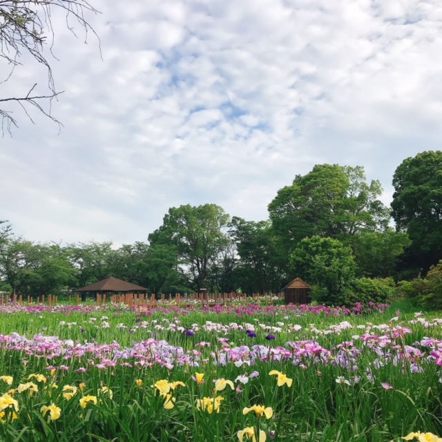 花菖蒲園1