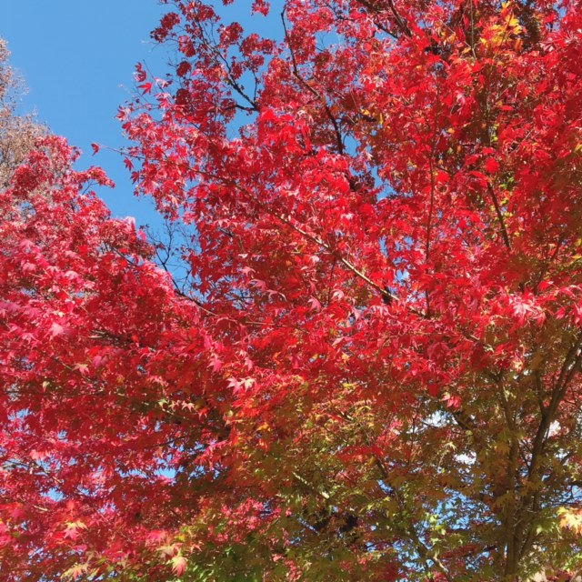 伊香保ハワイ公使別邸付近の紅葉_アップ