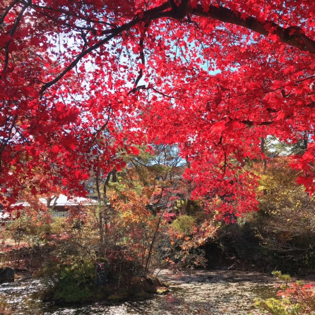 伊香保ハワイ公使別邸付近の紅葉