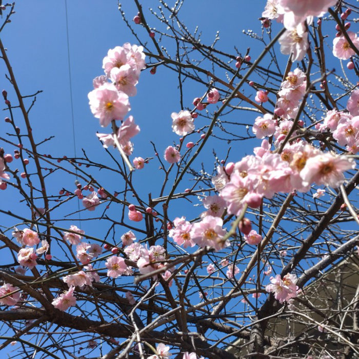 20220327伊香保の桜