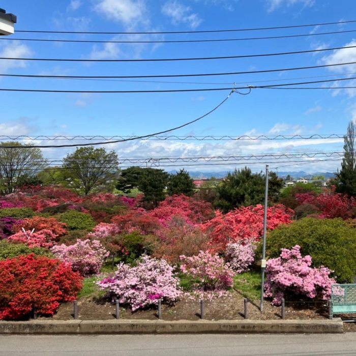 20220416花山公園2