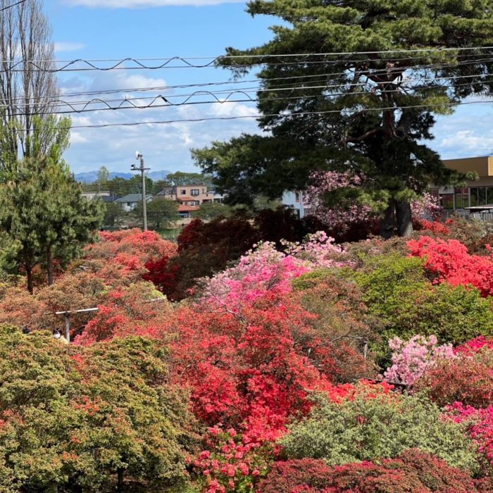 20220416花山公園1