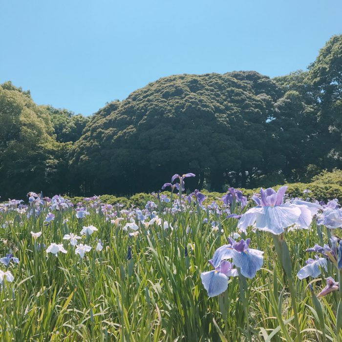 花菖蒲園　2022.06.05撮影