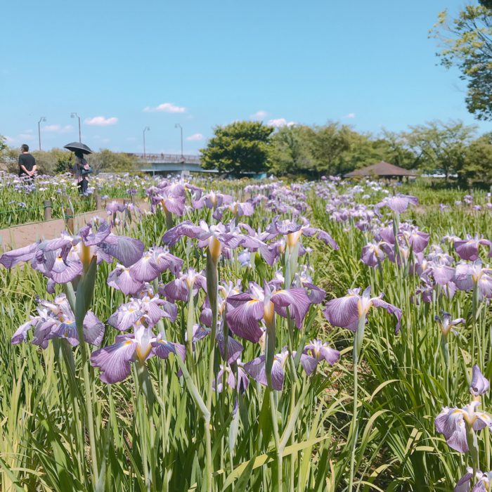 花菖蒲園　2022.06.05撮影