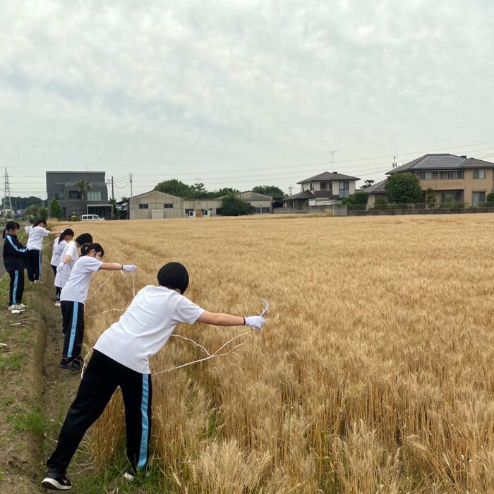 百年小麦の収穫_高校生