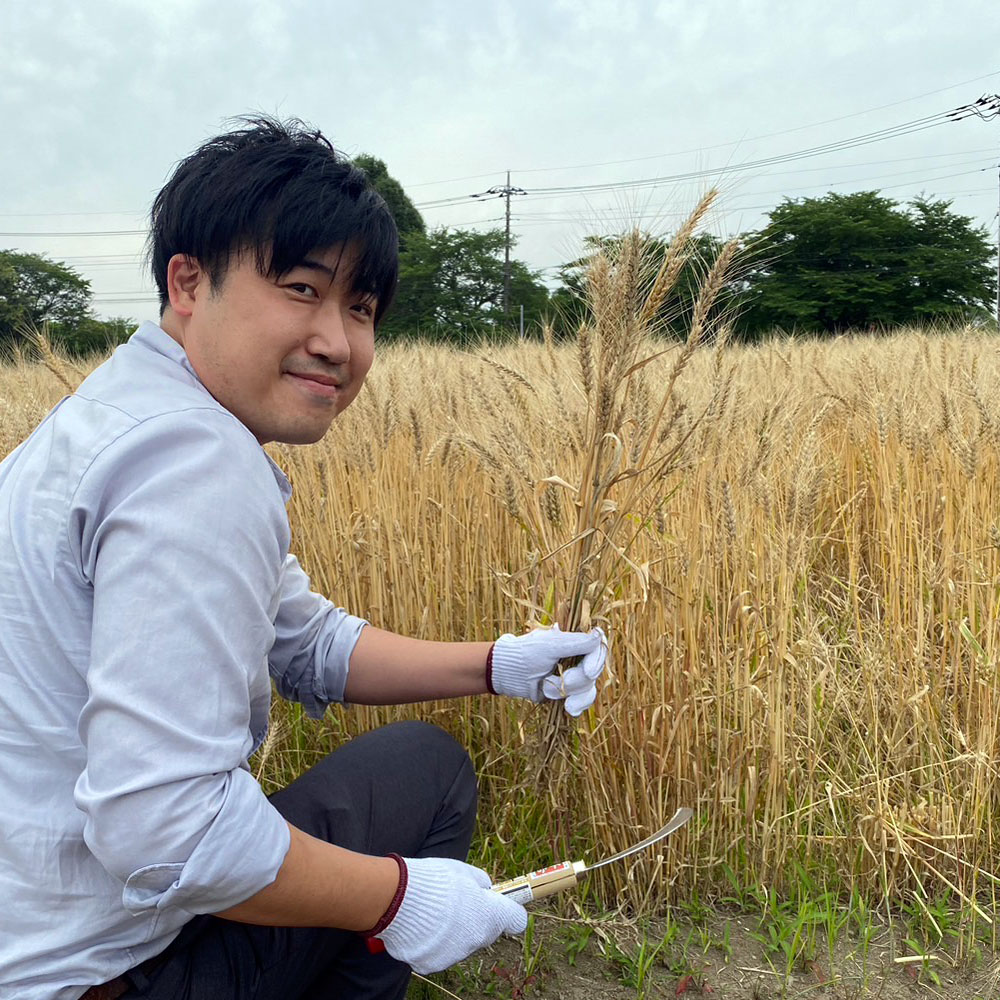 百年小麦の収穫_山下