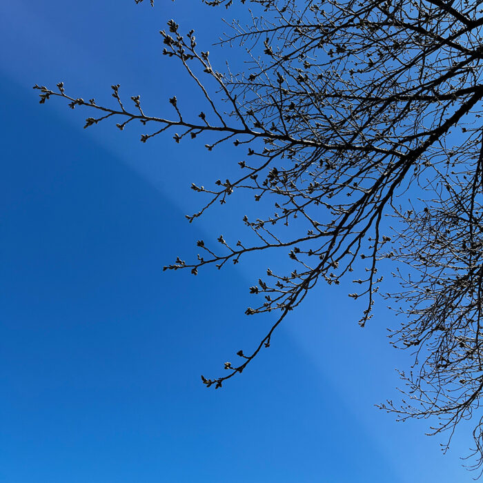 20240327鶴生田川_桜のつぼみ