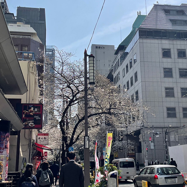 20240404日本橋周辺の桜_八重洲口付近