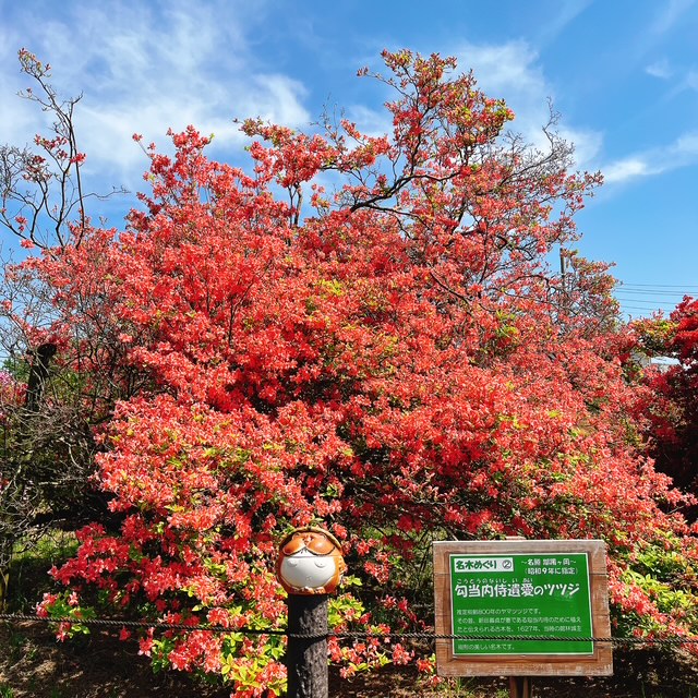 20250427_開花状況