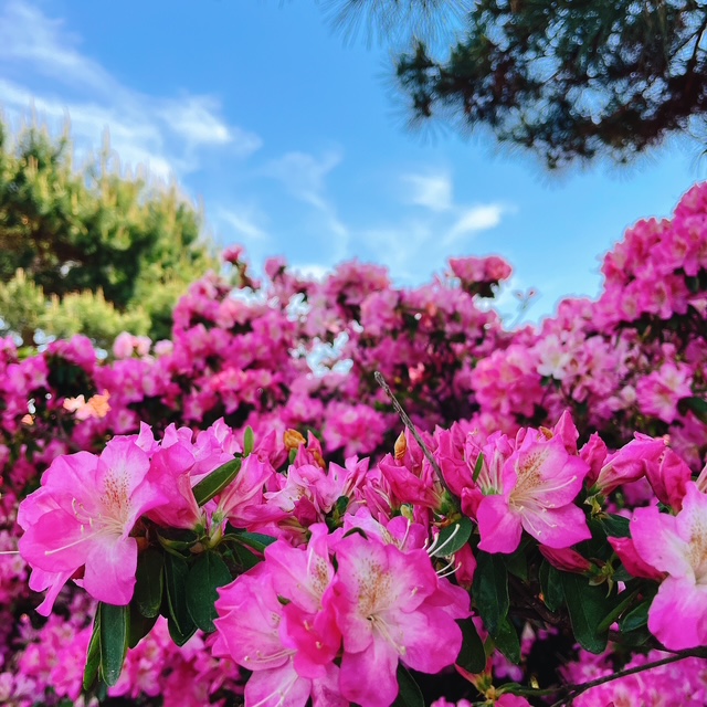 20250427_開花状況