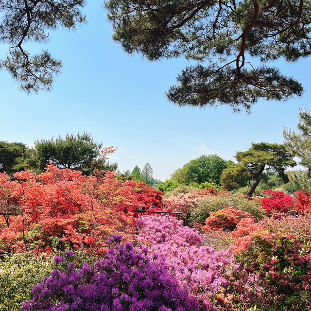 20250427_開花状況