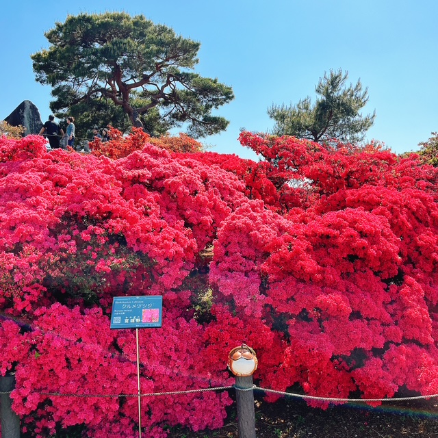 20250427_開花状況